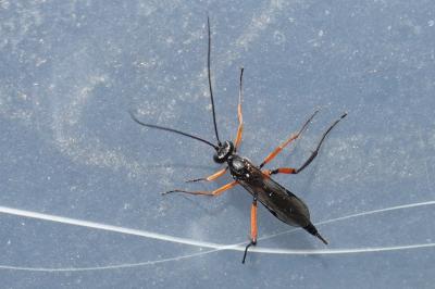 <i>Ichneumon</i>