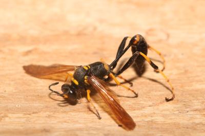 <i>Sceliphron caementarium</i>