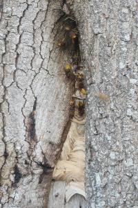 <i>Vespa crabro</i>