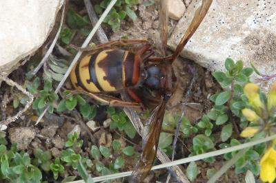 <i>Vespa crabro</i>