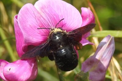 <i>Xylocopa</i>