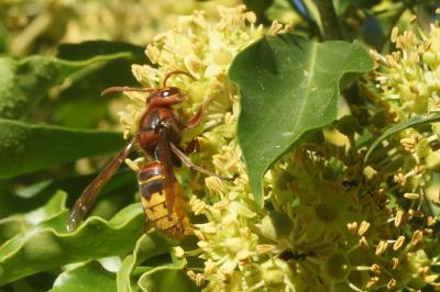 <i>Vespa crabro</i>