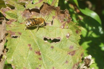 <i>Colletes hederae</i>