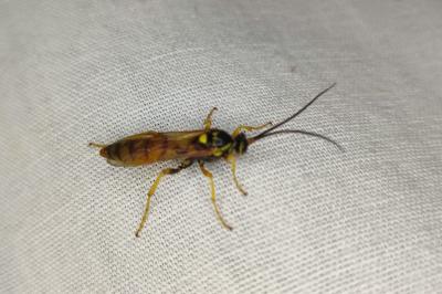 <i>Eutanyacra crispatoria</i>