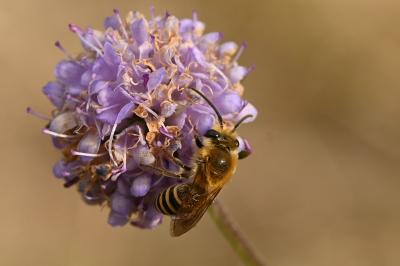 <i>Colletes hederae</i>