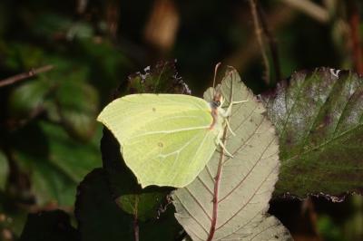 Gonepteryx rhamni