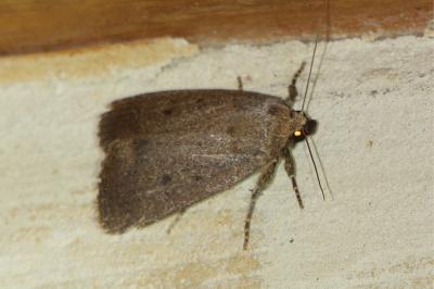 Amphipyra tragopoginis