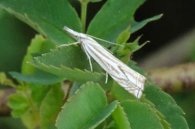 <i>Crambus lathoniellus</i>