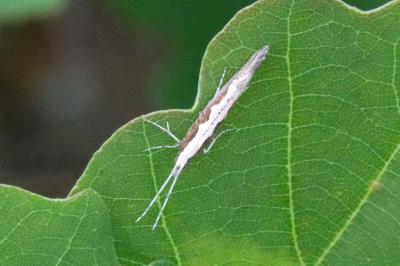 <i>Plutella xylostella</i>