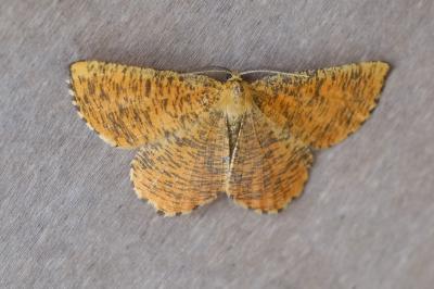 <i>Angerona prunaria</i>