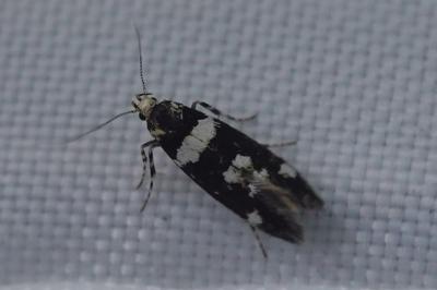 <i>Denisia</i>