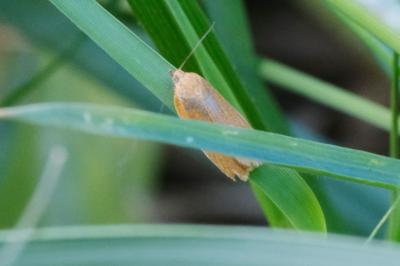 <i>Clepsis unicolorana</i>