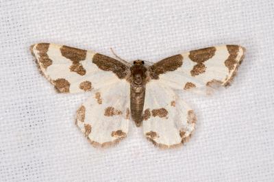 <i>Lomaspilis marginata</i>