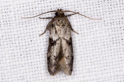 <i>Blastobasis glandulella</i>