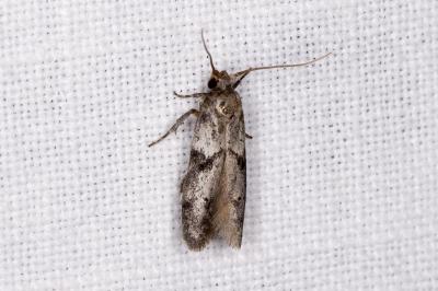 <i>Blastobasis glandulella</i>