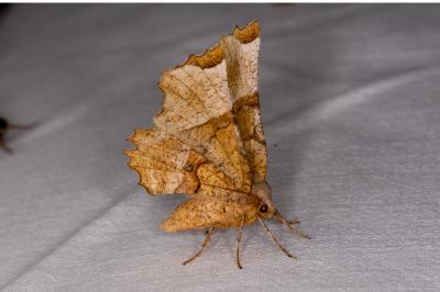 <i>Selenia lunularia</i>