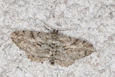 <i>Peribatodes rhomboidaria</i>