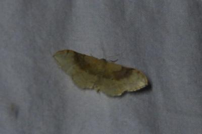 <i>Idaea degeneraria</i>