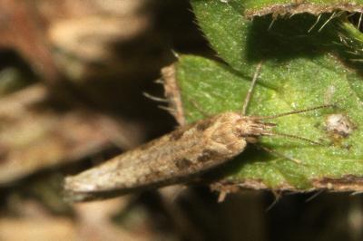 <i>Plutella xylostella</i>