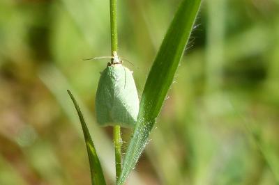 <i>Tortrix viridana</i>