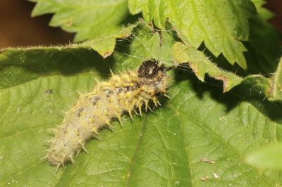 <i>Vanessa atalanta</i>