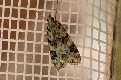 <i>Eudonia delunella</i>