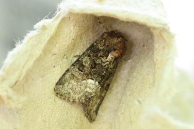 <i>Oligia strigilis/versicolor</i>