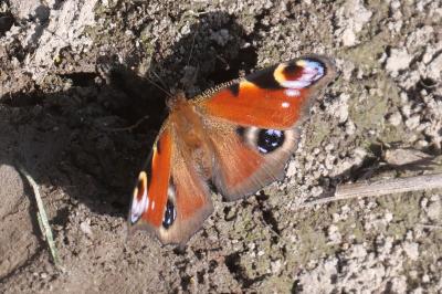 <i>Aglais io</i>