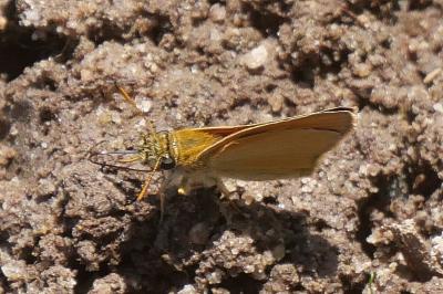 <i>Thymelicus lineola</i>