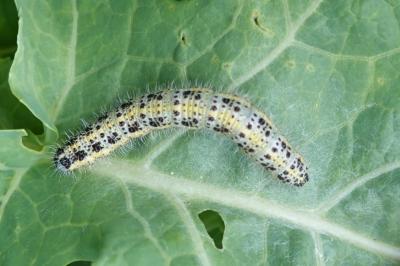 <i>Pieris brassicae</i>