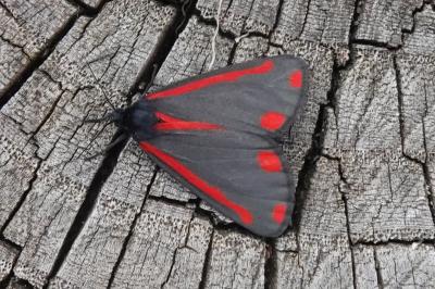 <i>Tyria jacobaeae</i>