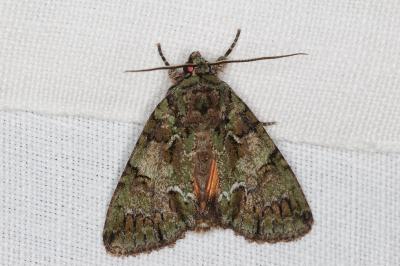 <i>Polyphaenis sericata</i>