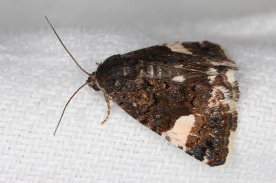 <i>Tyta luctuosa</i>