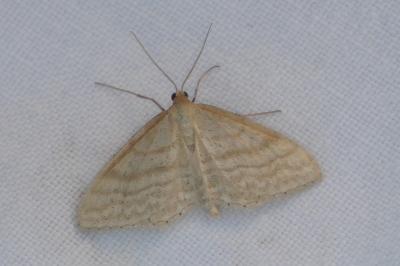 <i>Idaea macilentaria</i>