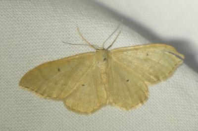 <i>Idaea straminata</i>