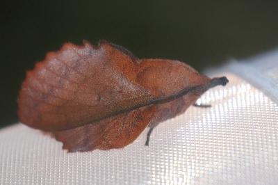 <i>Gastropacha quercifolia</i>