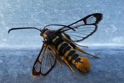 <i>Synanthedon vespiformis</i>
