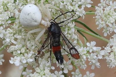 <i>Synanthedon formicaeformis</i>
