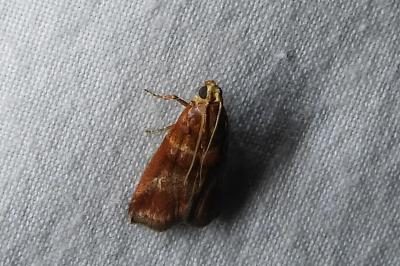 <i>Acrobasis tumidana</i>