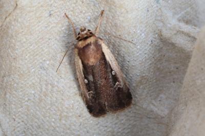 <i>Ochropleura plecta</i>