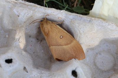<i>Lasiocampa quercus</i>