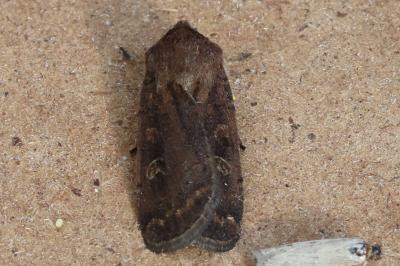<i>Xestia xanthographa</i>