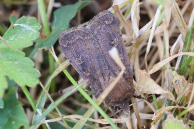<i>Xestia xanthographa</i>