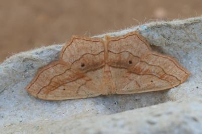 <i>Scopula imitaria</i>