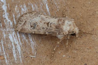 <i>Agrotis bigramma</i>