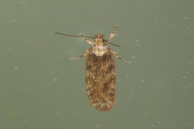 <i>Depressaria daucella</i>
