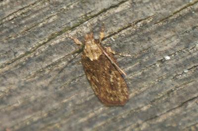 <i>Depressaria daucella</i>