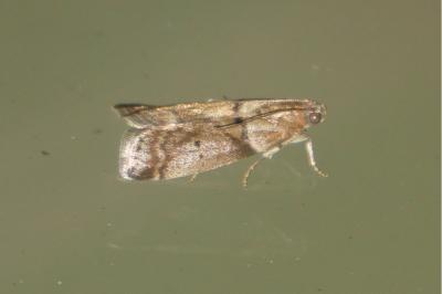 <i>Acrobasis consociella</i>