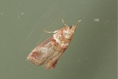 <i>Acrobasis tumidana</i>