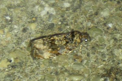 <i>Endothenia</i>